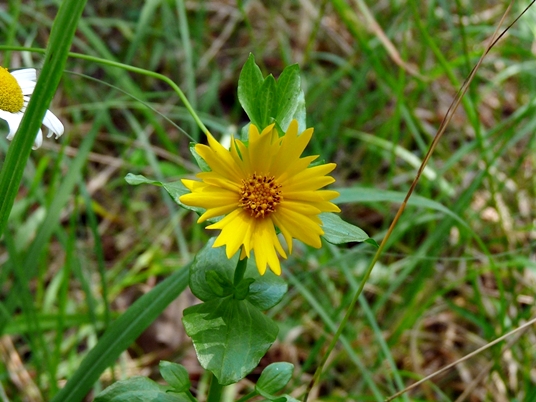 {Coreopsis grandiflora var. harveyana}